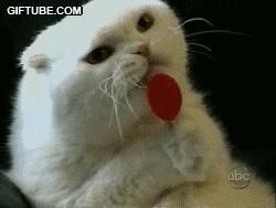 1) care e numele tau?
ma cheama andra
2) cati ani ai?
fac 14 la vara
3) ce zodie ce ai vrea sa